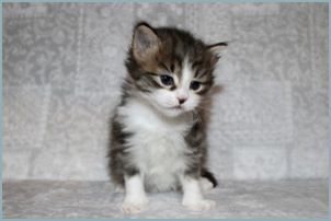 Female Siberian Kitten from Deedlebug Siberians